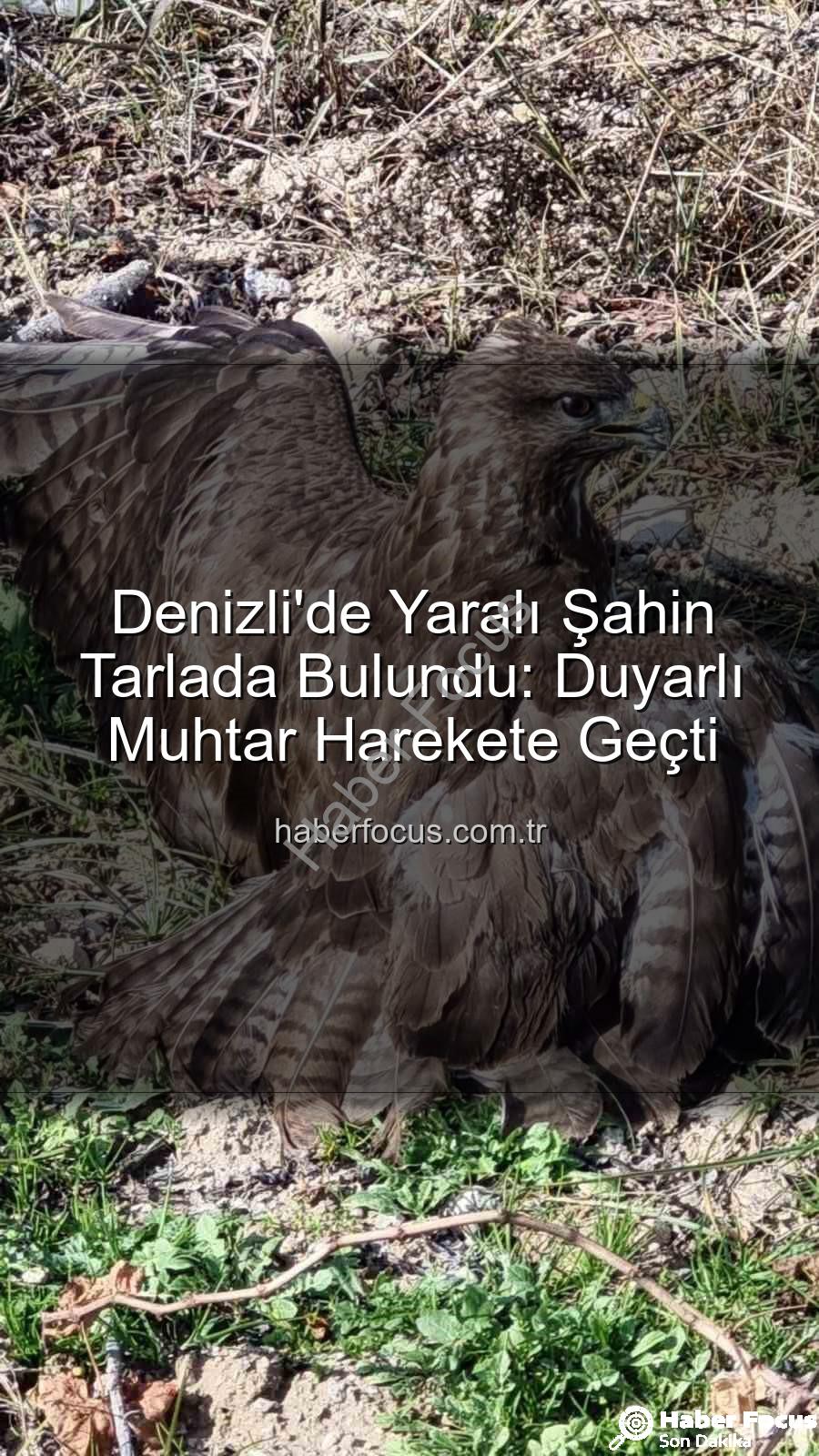 Denizli'de yaralı şahin - Denizli'de Yaralı Şahin Tarlada Bulundu: Duyarlı Muhtar Harekete Geçti