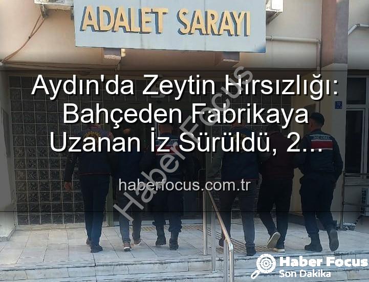 zeytin hırsızlığı - Aydın'da Zeytin Hırsızlığı: Bahçeden Fabrikaya Uzanan İz Sürüldü, 2 Şüpheli Yakalandı