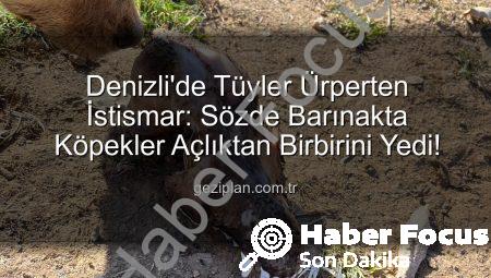 Denizli’de Tüyler Ürperten İstismar: Yurt Dışından Bağış Alan Barınakta Köpekler Açlıktan Birbirini Yedi