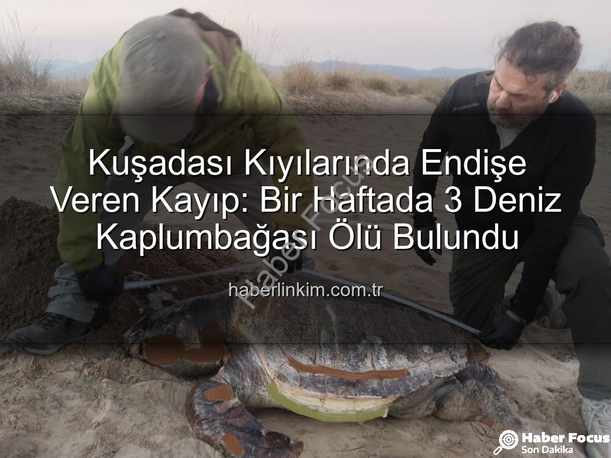 deniz kaplumbağası ölümleri - Kuşadası Sahillerinde Endişe Veren Kayıp: Bir Haftada 3 Deniz Kaplumbağası Ölü Bulundu