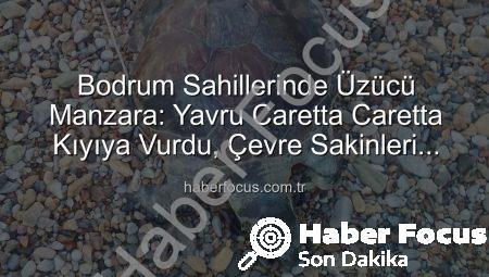 Bodrum Sahillerinde Üzücü Manzara: Yavru Caretta Caretta Kıyıya Vurdu, Çevre Sakinleri Harekete Geçti