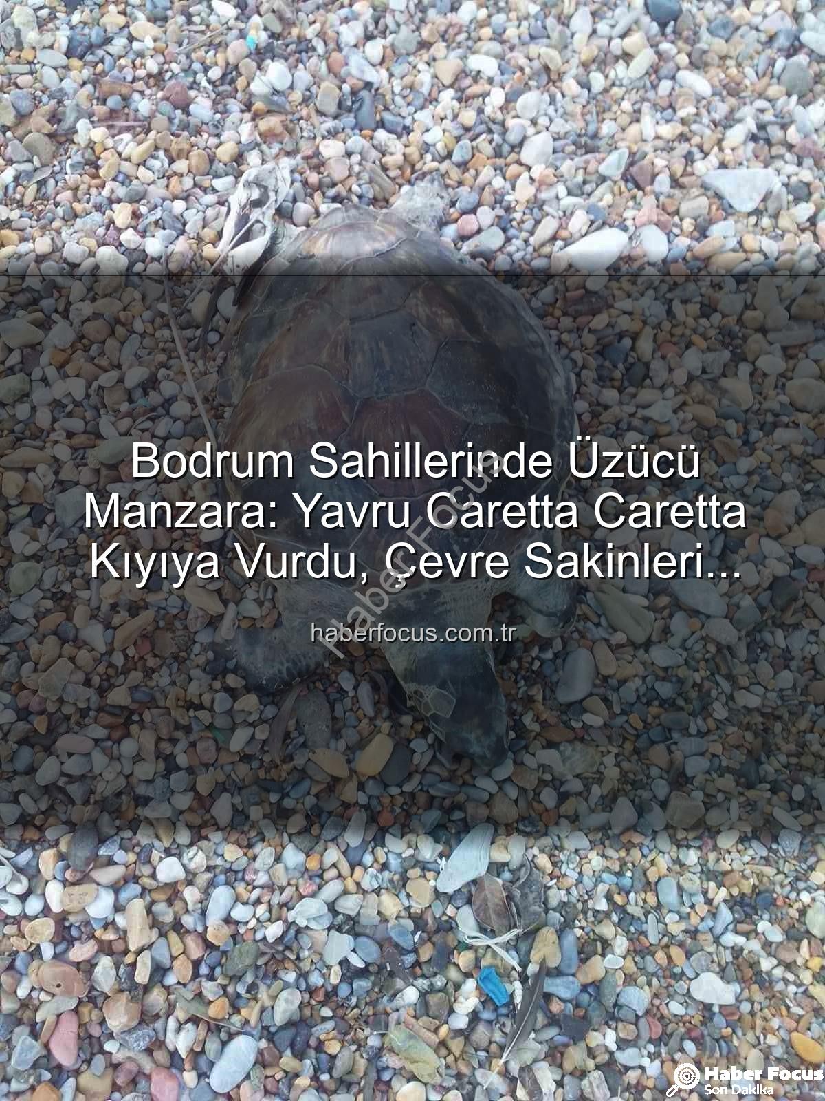 yavru caretta caretta - Bodrum Sahillerinde Üzücü Manzara: Yavru Caretta Caretta Kıyıya Vurdu, Çevre Sakinleri Harekete Geçti