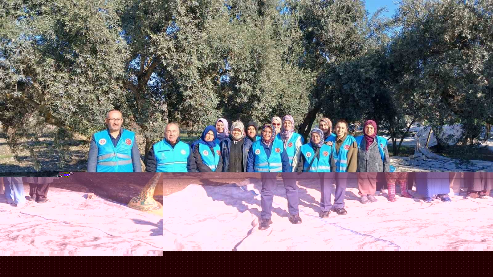 Yatağan zeytin hasadı - Yatağan'da Zeytin Hasadı Başladı: Bereket Duasıyla Yeni Sezona Merhaba