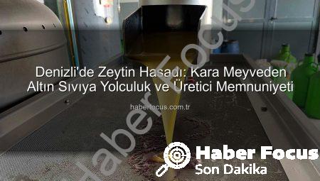 Denizli’de Zeytin Hasadı: Kara Meyveden Altın Sıvıya Yolculuk ve Üretici Memnuniyeti