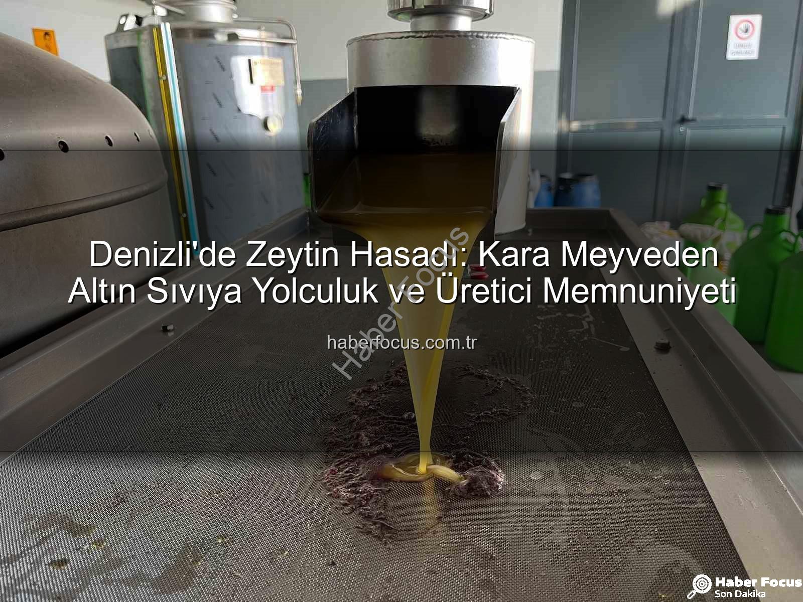 zeytin hasadı - Denizli'de Zeytin Hasadı: Kara Meyveden Altın Sıvıya Yolculuk ve Üretici Memnuniyeti