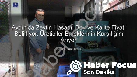 Aydın’da Zeytin Hasadı: Boy ve Kalite Fiyatı Belirliyor, Üreticiler Emeklerinin Karşılığını Arıyor