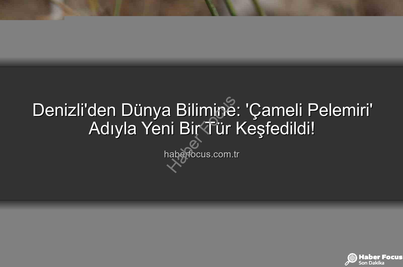 Çameli pelemiri - Denizli'den Dünya Bilimine: 'Çameli Pelemiri' Adıyla Yeni Bir Tür Keşfedildi!