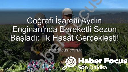 Coğrafi İşaretli Aydın Enginarı’nda Bereketli Sezon Başladı: İlk Hasat Gerçekleşti!