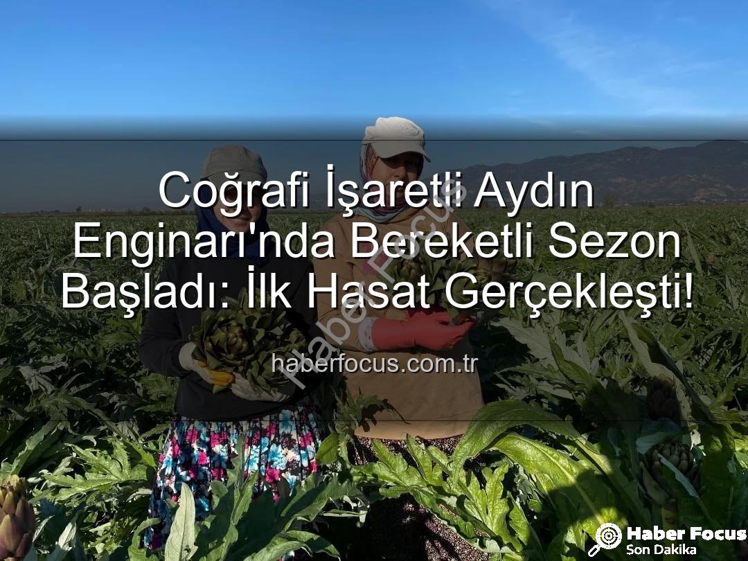 Coğrafi İşaretli Aydın Enginarı'nda Bereketli Sezon Başladı: İlk Hasat Gerçekleşti!
