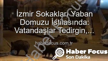 İzmir Sokakları Yaban Domuzu İstilasında: Vatandaşlar Tedirgin, Yetkililere Çağrı Var